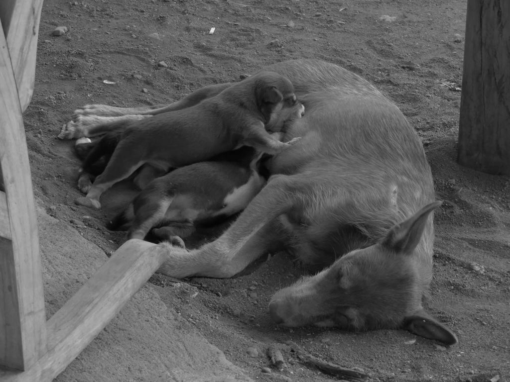 Finca La Magia Ometepe Extérieur photo