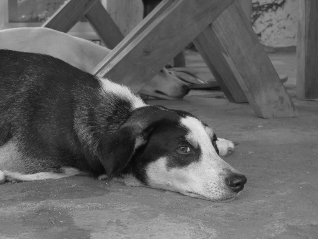 Finca La Magia Ometepe Extérieur photo